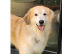 Adopt Tomo a Tan/Yellow/Fawn Golden Retriever / Jindo / Mixed dog in Los