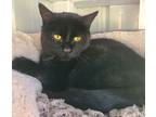 Adopt Chandler a Black (Mostly) Domestic Shorthair (short coat) cat in Mosheim