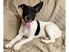 Adopt Gordy a Black - with White Border Collie / Bull Terrier / Mixed dog in