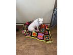 Adopt Crystal a White - with Brown or Chocolate Pit Bull Terrier dog in