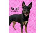 Adopt Ariat a Black Belgian Malinois / Australian Kelpie dog in Alvin