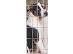 Adopt Batman a White - with Black Jack Russell Terrier / Mixed dog in Roseland