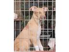 Adopt Goldie a White - with Black Jack Russell Terrier / Mixed dog in Roseland