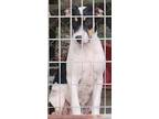 Adopt Robin a White - with Black Jack Russell Terrier / Mixed dog in Roseland