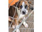 Adopt Bernard a Tan/Yellow/Fawn - with Black Boxer / American Pit Bull Terrier /