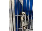 Adopt Cash a Merle Bluetick Coonhound dog in Whiteville, NC (39776213)