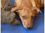 Adopt Gianna a Red/Golden/Orange/Chestnut Dachshund / Boxer / Mixed dog in