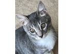 Adopt Frodo a Gray, Blue or Silver Tabby Domestic Shorthair (short coat) cat in