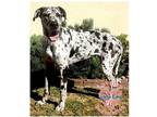 Adopt COH Bunny a White - with Black Great Dane / Mixed dog in Inglewood