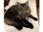 Adopt Buddy a Gray, Blue or Silver Tabby Domestic Mediumhair (medium coat) cat