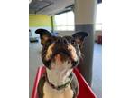 Adopt Jade a White - with Black American Pit Bull Terrier / Mixed dog in