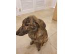 Adopt Emma a Brindle Mixed Breed (Small) / Mixed Breed (Small) / Mixed dog in