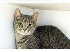 Adopt Francine a Gray, Blue or Silver Tabby Domestic Shorthair (short coat) cat