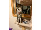 Adopt Tillie a Brown Tabby Domestic Shorthair (short coat) cat in Anoka
