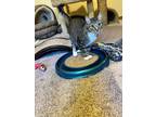 Adopt Cricket a Brown Tabby Domestic Shorthair (short coat) cat in Anoka