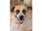 Adopt Roy a Red/Golden/Orange/Chestnut - with Black Australian Cattle Dog /