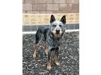 Adopt Stanley a Gray/Silver/Salt & Pepper - with Black Australian Cattle Dog /