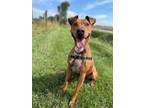 Adopt Kitty a Brindle Rhodesian Ridgeback / Mixed Breed (Medium) / Mixed (short