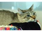 Adopt Lola a Gray, Blue or Silver Tabby Siamese (short coat) cat in Lincoln