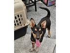 Adopt Duke a Black Shepherd (Unknown Type) / Rottweiler / Mixed (short coat) dog
