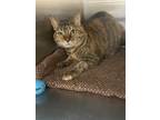 Adopt Grey a Spotted Tabby/Leopard Spotted Domestic Shorthair / Mixed cat in