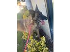 Adopt SCARLET a Red/Golden/Orange/Chestnut - with Black Belgian Malinois / Mixed