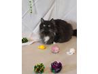 Adopt Lana a Black & White or Tuxedo Domestic Longhair (long coat) cat in