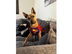 Adopt Bob a Tan/Yellow/Fawn Retriever (Unknown Type) / Pit Bull Terrier / Mixed