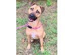 Adopt Blue a Black Mouth Cur / Shepherd (Unknown Type) / Mixed dog in Jackson