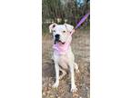 Adopt Coconut a White Boxer / Mixed dog in Freehold, NJ (39766140)