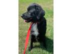 Adopt Fredrick a Black - with White Border Collie / Mixed dog in Freehold