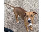 Adopt Mischief a Red/Golden/Orange/Chestnut - with White Basset Hound / Mixed