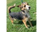 Adopt Michael a Tricolor (Tan/Brown & Black & White) Jack Russell Terrier /