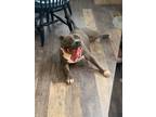 Adopt Ruby Sue a Gray/Blue/Silver/Salt & Pepper American Pit Bull Terrier /