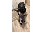 Adopt Kenai a Black - with White Labrador Retriever / Terrier (Unknown Type