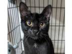 Adopt Liza a Black & White or Tuxedo Domestic Shorthair (short coat) cat in