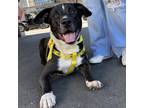 Adopt Nico a Black - with White Labrador Retriever / Border Collie / Mixed dog
