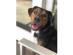 Adopt Jolie a Brindle - with White American Staffordshire Terrier / Mixed dog in