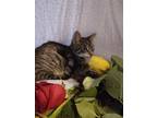 Adopt Cassipia a Gray, Blue or Silver Tabby Domestic Shorthair (short coat) cat