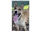 Adopt Ryder a Tan/Yellow/Fawn - with Black Carolina Dog / Mixed Breed (Medium) /
