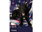Adopt Sprite a Black - with White Australian Cattle Dog / Mixed dog in Freehold