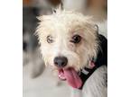 Adopt LAYLA (Mexico) yo, bonded w/ PEPE a White Poodle (Miniature) / Jack