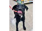 Adopt Pablo a Black Mixed Breed (Small) / Mixed Breed (Medium) / Mixed (short