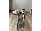Adopt Luke a White - with Black Rat Terrier / Mixed dog in Waterloo