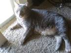 Adopt Tubster a Gray, Blue or Silver Tabby Domestic Shorthair (short coat) cat