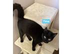Adopt Tina a All Black Domestic Shorthair / Mixed Breed (Medium) / Mixed (short