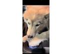 Adopt Ice Cube a White - with Gray or Silver Husky / Mixed dog in Mt.