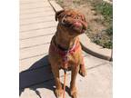 Adopt Bonwyn- Denver Colorado a Red/Golden/Orange/Chestnut Dogue de Bordeaux /
