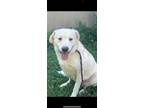 Adopt Dorthy Whitey a White - with Tan, Yellow or Fawn Labrador Retriever /