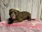 Adopt Claire a Brindle Pit Bull Terrier dog in Opelousas, LA (39755298)